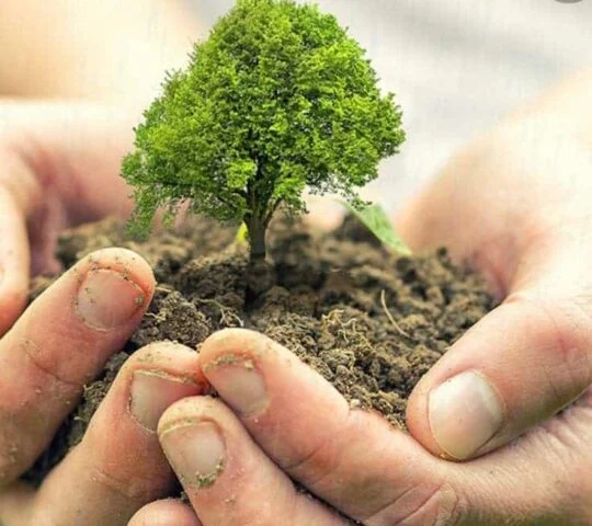 Festival of Trees – Cork – Ireland 2025