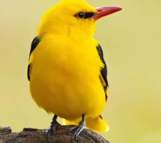 International Ornithological Tourism Fair (FIO) – Spain 2026