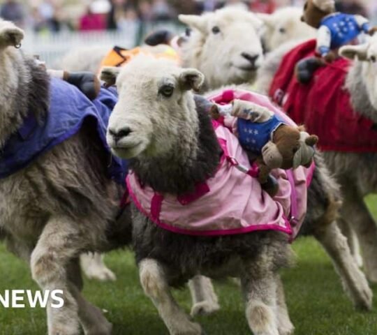 Llandovery Sheep Festival 2026 – Llandovery, Wales