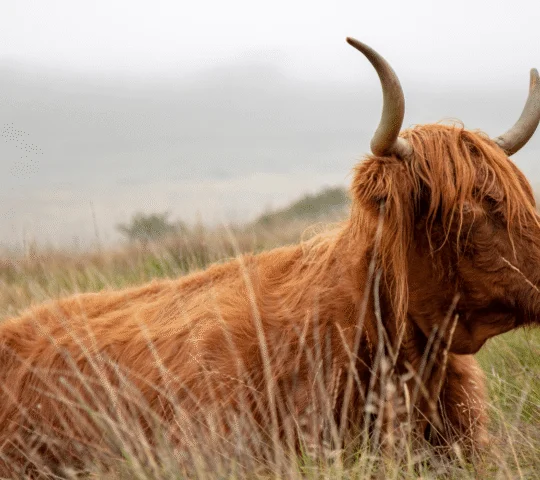 Edinburgh: Loch Ness, Inverness & Highlands Tour in Spanish