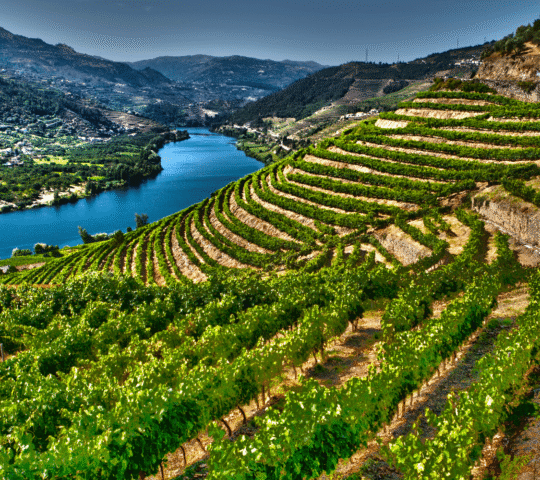From Porto: Douro Valley w/ Boat Tour, Wine Tasting & Lunch