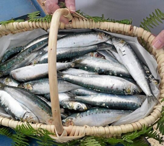 Le Printemps de la Sardine 2026 – Saint-Gilles-Croix-de-Vie, France Le Printemps de la Sardine 2026 – Saint-Gilles-Croix-de-Vie, France